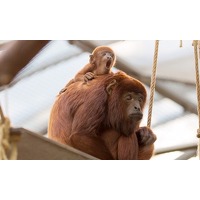 Bekijk de deal van Groupon: Dagticket voor de Kolner Zoo
