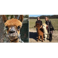 Bekijk de deal van Wowdeal: Alpaca-wandeling (75 min.) bij Beleefboerderij Heierhof