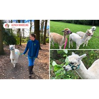 Bekijk de deal van Social Deal: Alpaca-wandeling (1 uur) + meet & feed
