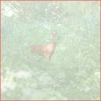 Biesbosch incl. diner en rondvaart