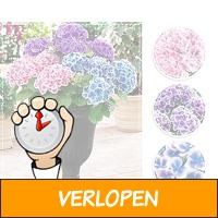 Fleurige tweekleurige hortensia's