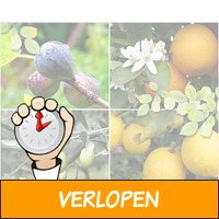 4 verschillende Mediterraanse fruitbomen