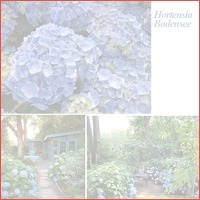 6 of 12 hortensia's