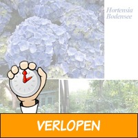 6 of 12 hortensia's