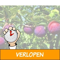 Zeeuwse Fruitbomen