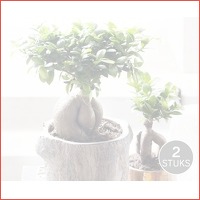 2 grote Ficus Ginseng Bonsai bomen