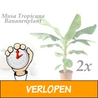 2 Musa Tropicana bananenplanten