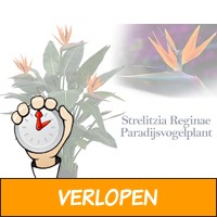 Exotische paradijsvogelplant Strelitzia