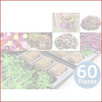 60 x Zomerbloeiers Jonge Planten