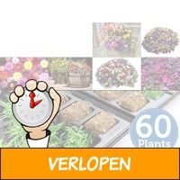 60 x Zomerbloeiers Jonge Planten