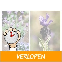 9 x vinderlavendel Stoechas Papillon planten