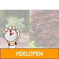 Set van 3 Japanse Esdoorns