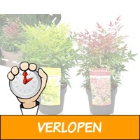 2 x hemelse bamboo struiken