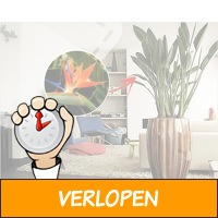 XXL paradijs vogelplant