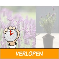 12 mooie vlinder lavendel planten