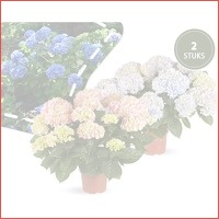 2 x XXXL hortensia planten