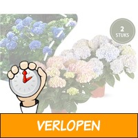 2 x XXXL hortensia planten