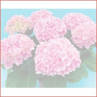 2 x Hortensia planten