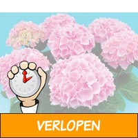 2 x Hortensia planten