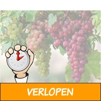 Set van 3 soorten druivenplanten