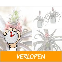 Rode ananasplant met eetbare vrucht