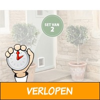 Set van 2 olijfbomen op stam