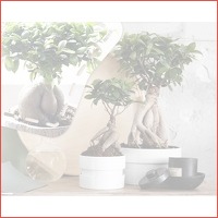 2 x Japanse ficus ginseng bonsai bomen