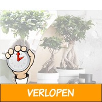 2 x Japanse ficus ginseng bonsai bomen