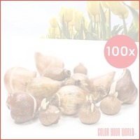 100 x Color Your World tulpenbollen