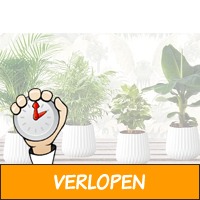 4 verschillende exotische kamerplanten