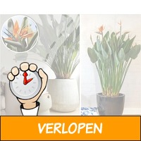 XXL paradijsvogelplant met bloemen