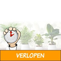 4 exotische kamerplanten