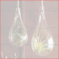 Tillandsia planten