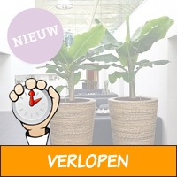 Veiling: 2 tropische bananenplanten