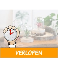 Veiling: Set van 2 Tillandsia luchtplant + stolp