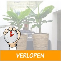 Veiling: 2 tropische bananenplanten