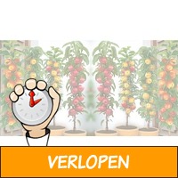 Veiling: set van 3 winterharde appelbomen