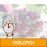 Set van 60 zomerbloeiers