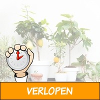 Set van 4 fruitbomen