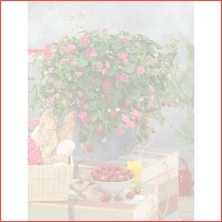 Veiling: Set van 6 Aardbeien Fruitplantj..