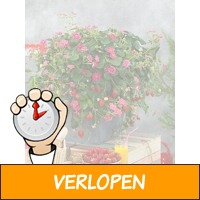 Veiling: Set van 6 Aardbeien Fruitplantjes