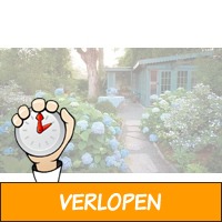 Veiling: Set van 3 Hortensia planten