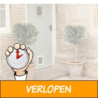 Set van 2 winterharde olijfbomen