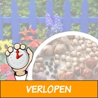 Set van 100, 200 of 400 zomer bloembollen