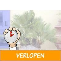 Set van 3 verschillende palmbomen