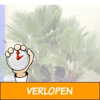 Set van 3 verschillende outdoor palmbomen