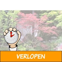 Set van 3 Japanse esdoorns