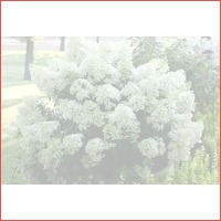 XXL hortensia planten