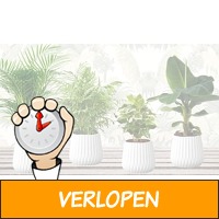 Set van 4 kamerplanten