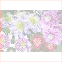 4 Clematis planten